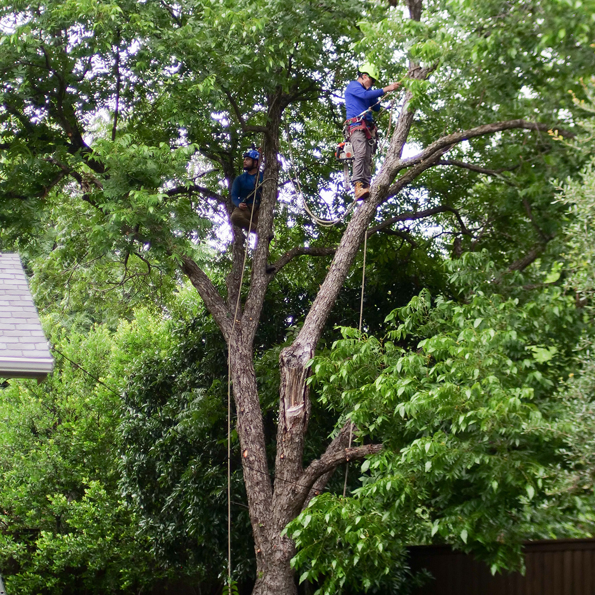 Farmers Branch Tree Trimming