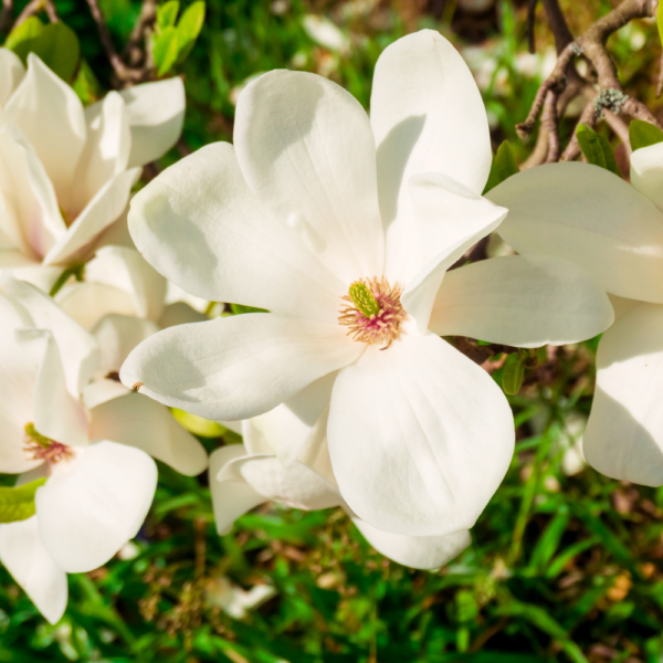 Dwarf Magnolia (Little Gem)