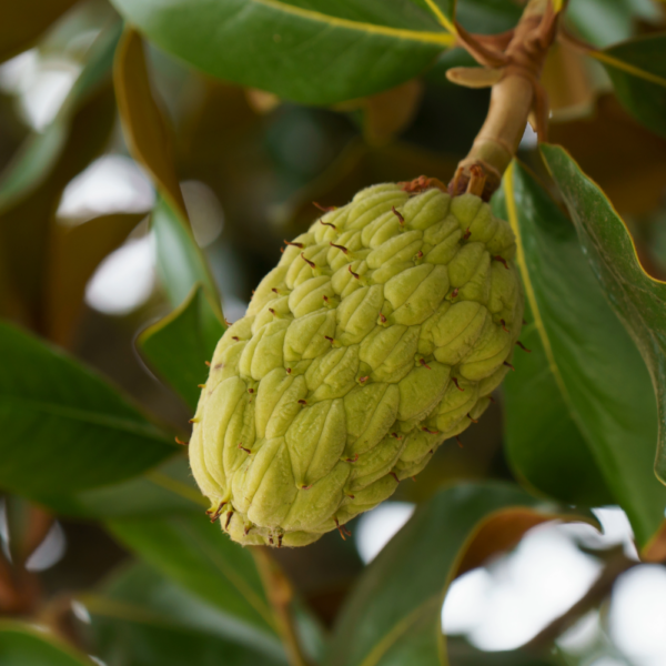Southern Magnolia