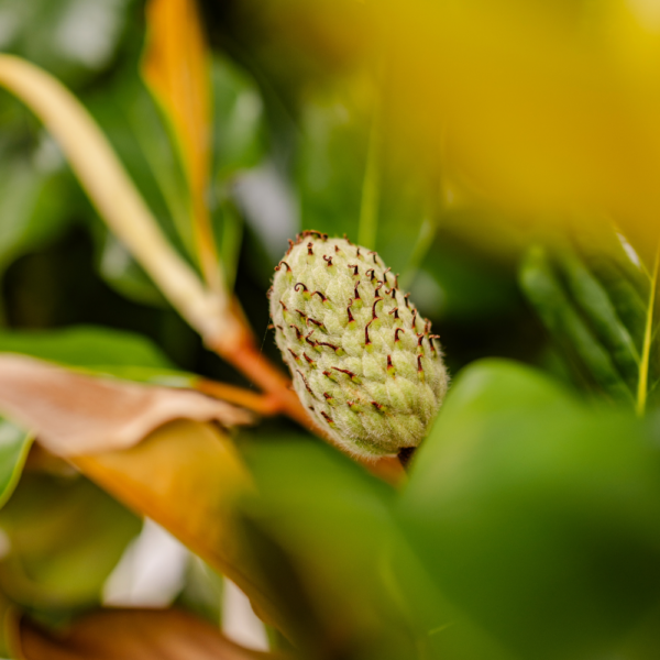 Dwarf Magnolia (Little Gem)
