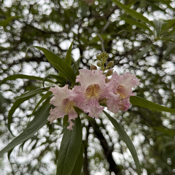 Desert Willow