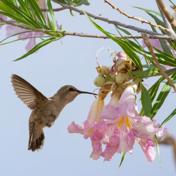 Desert Willow
