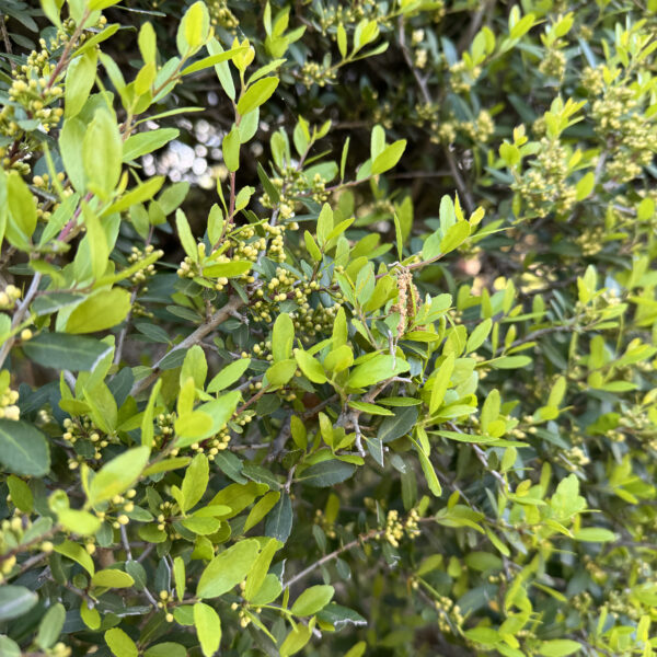 Yaupon Holly