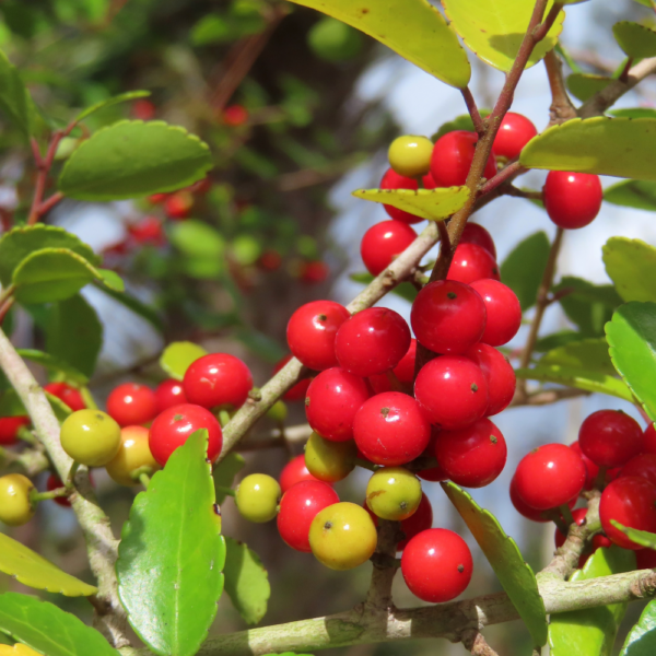 Yaupon Holly