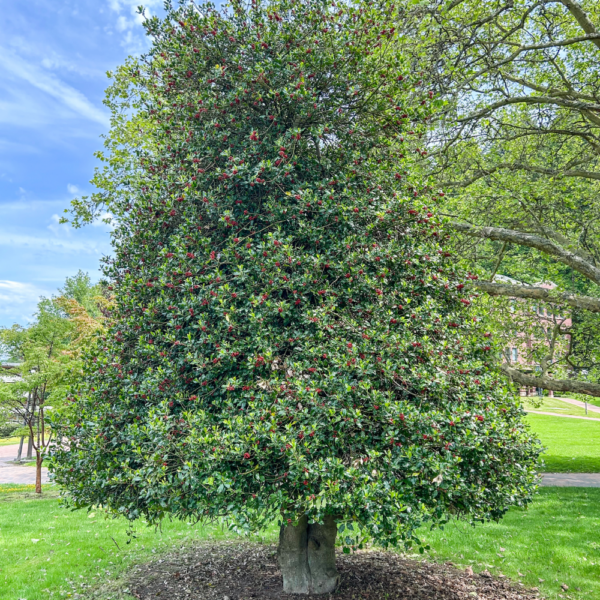 Hybridized American Holly