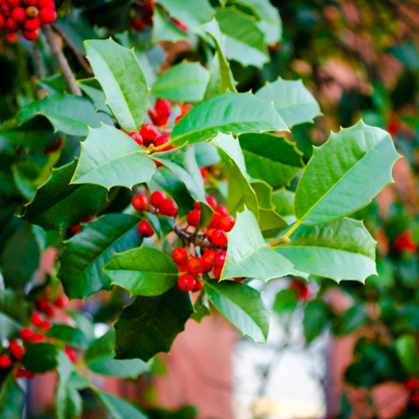 Hybridized American Holly