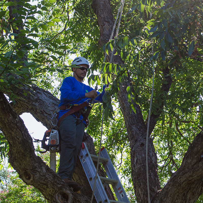 Prosper Tree Trimming