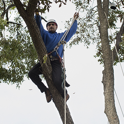 Mesquite Tree Removal