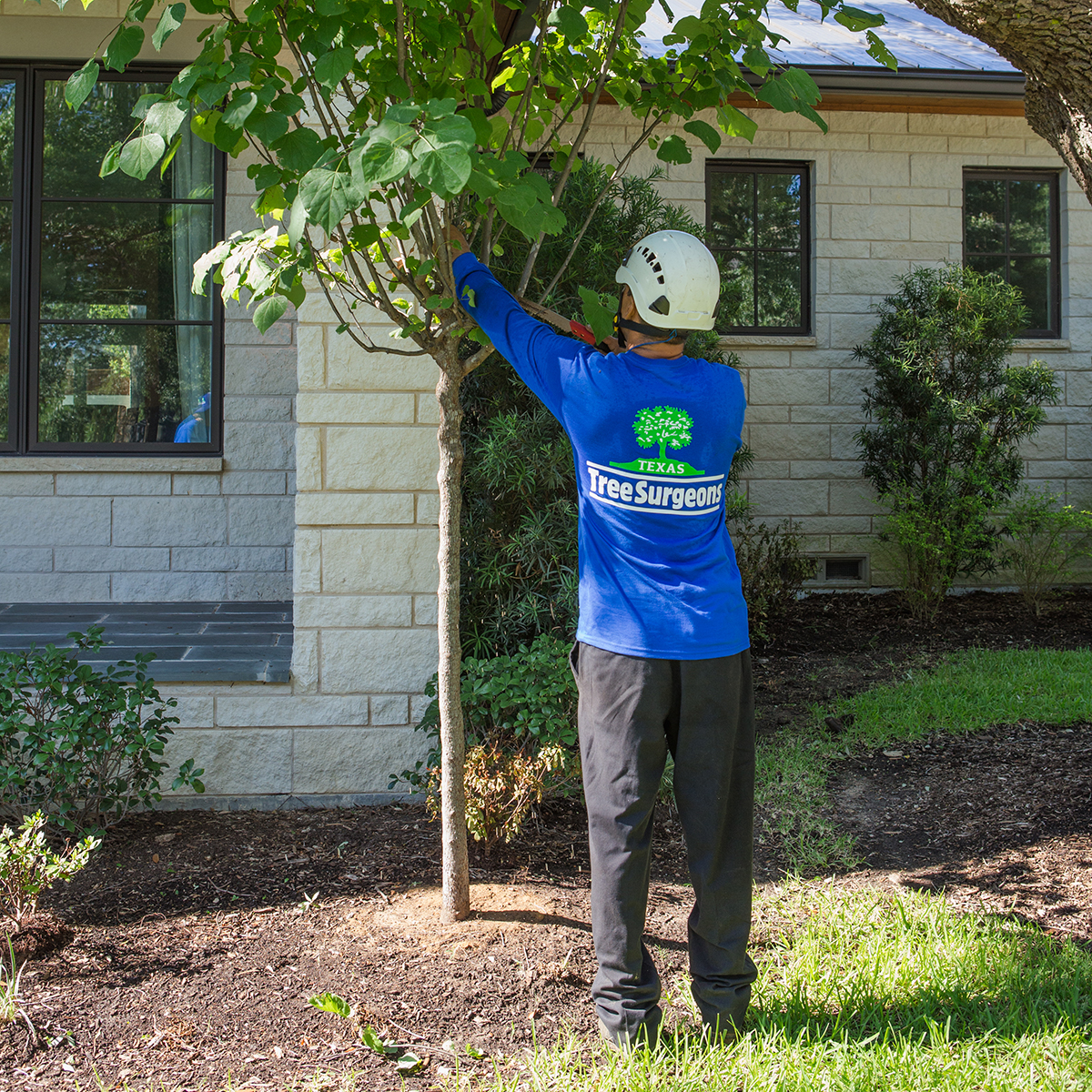 Mesquite Tree Trimming