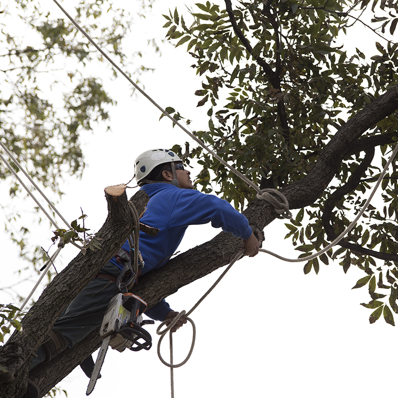 Grapevine Tree Trimming