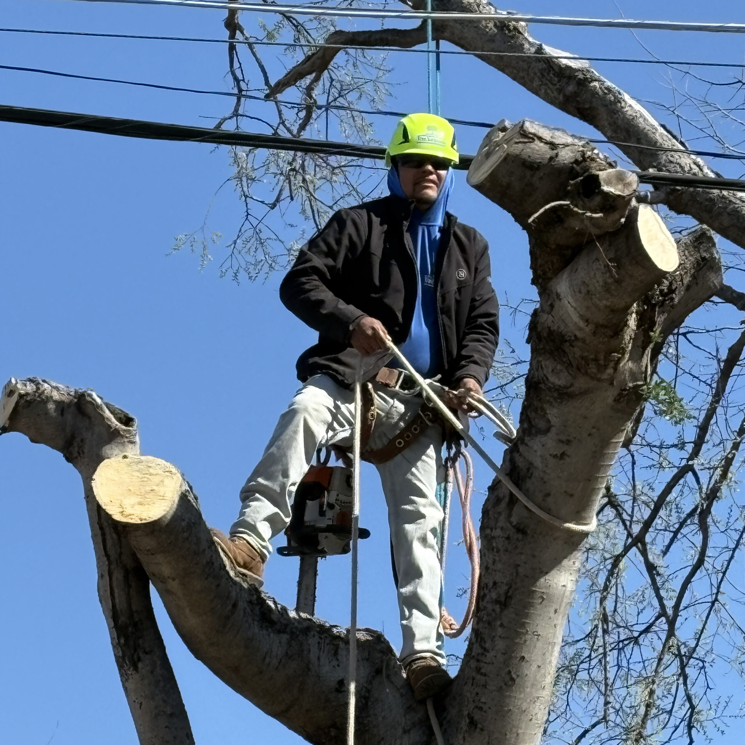Grapevine Tree Removal