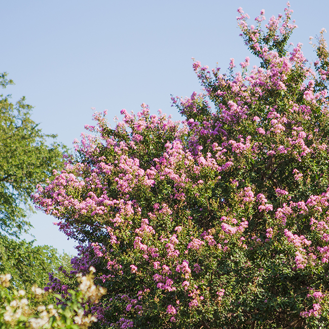 Keller Tree Trimming