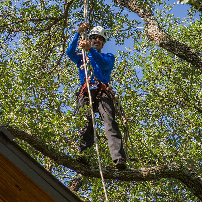 North Richland Hills Tree Trimming