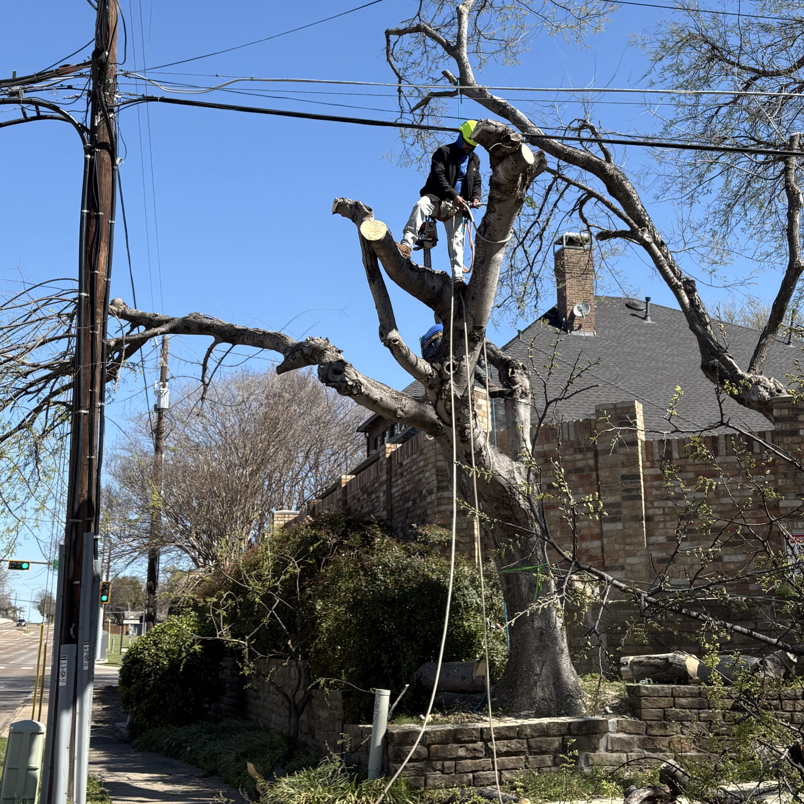 North Richland Hills Tree Removal