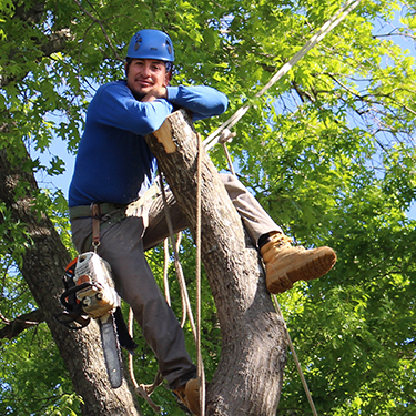 Southlake Tree Removal