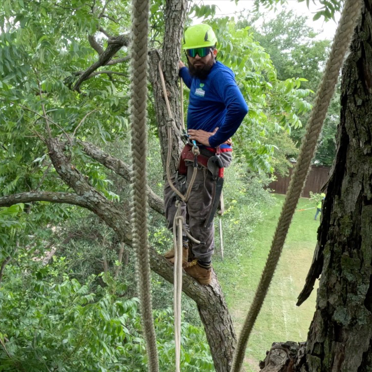 Southlake Tree Trimming