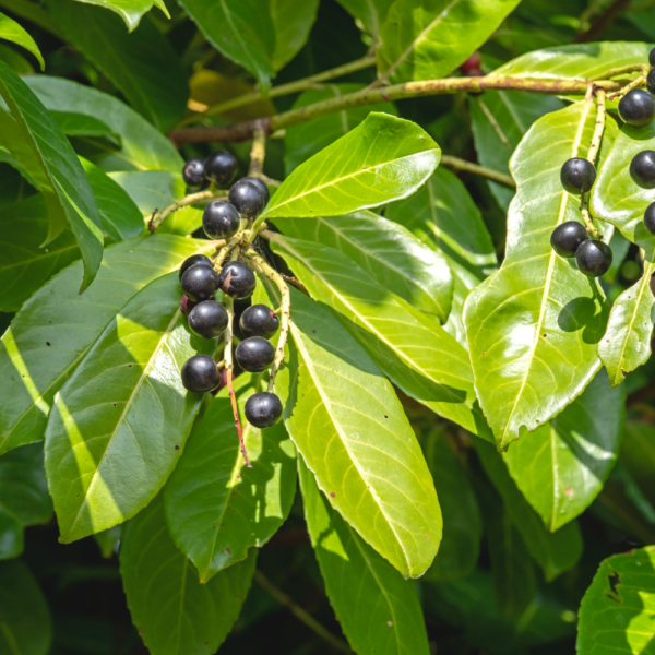 Cherry Laurel Compact
