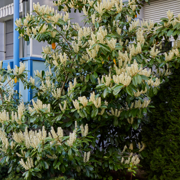 Cherry Laurel Compact