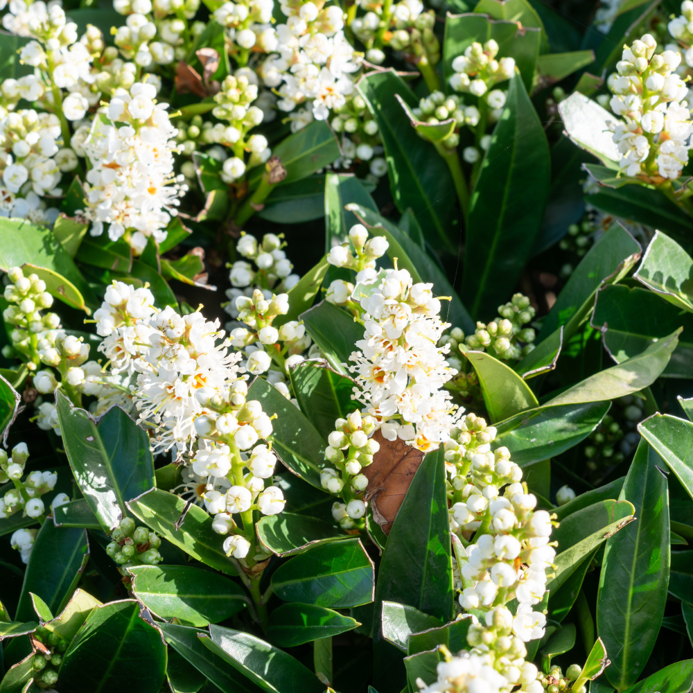 Cherry Laurel Compact