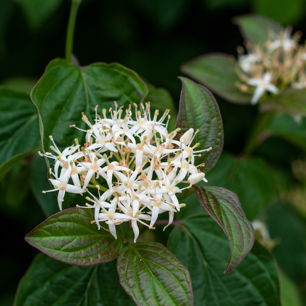 Roughleaf Dogwood