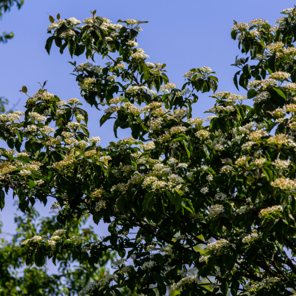 Roughleaf Dogwood