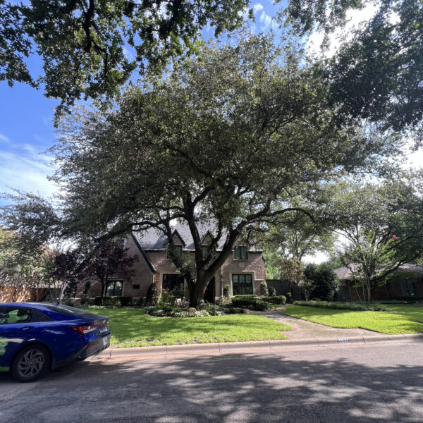 Tree health Care Stressed Tree Care Plan Texas Tree Surgeons August 1 2025