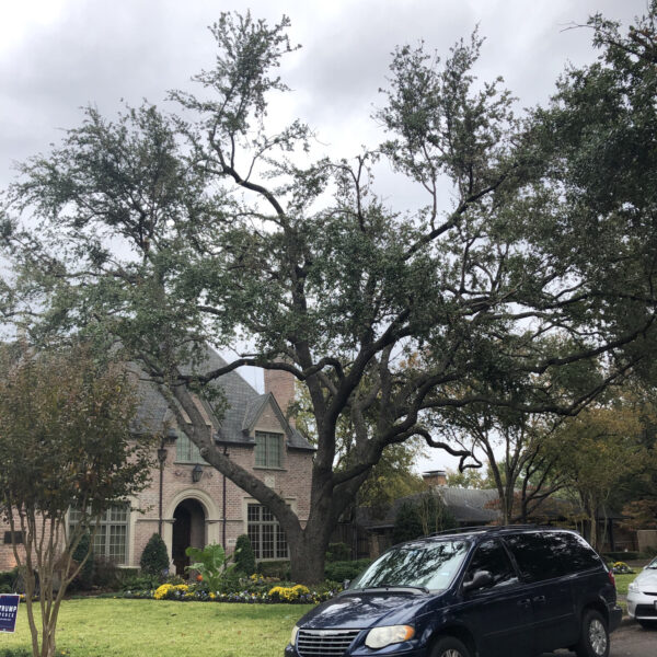 Tree health Care Stressed Tree Care Plan Texas Tree SurgeonsNovember 2019