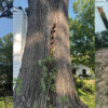 Same red oak, total tree, damage, and view of hollow stump
