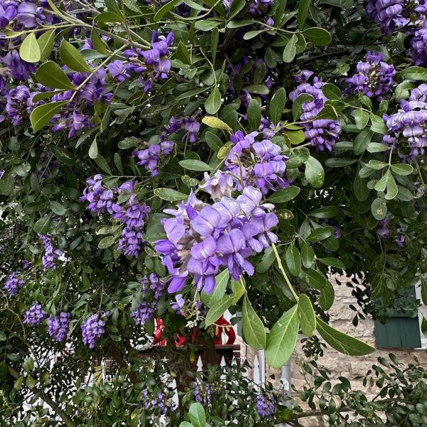 Texas Mountain Laurel