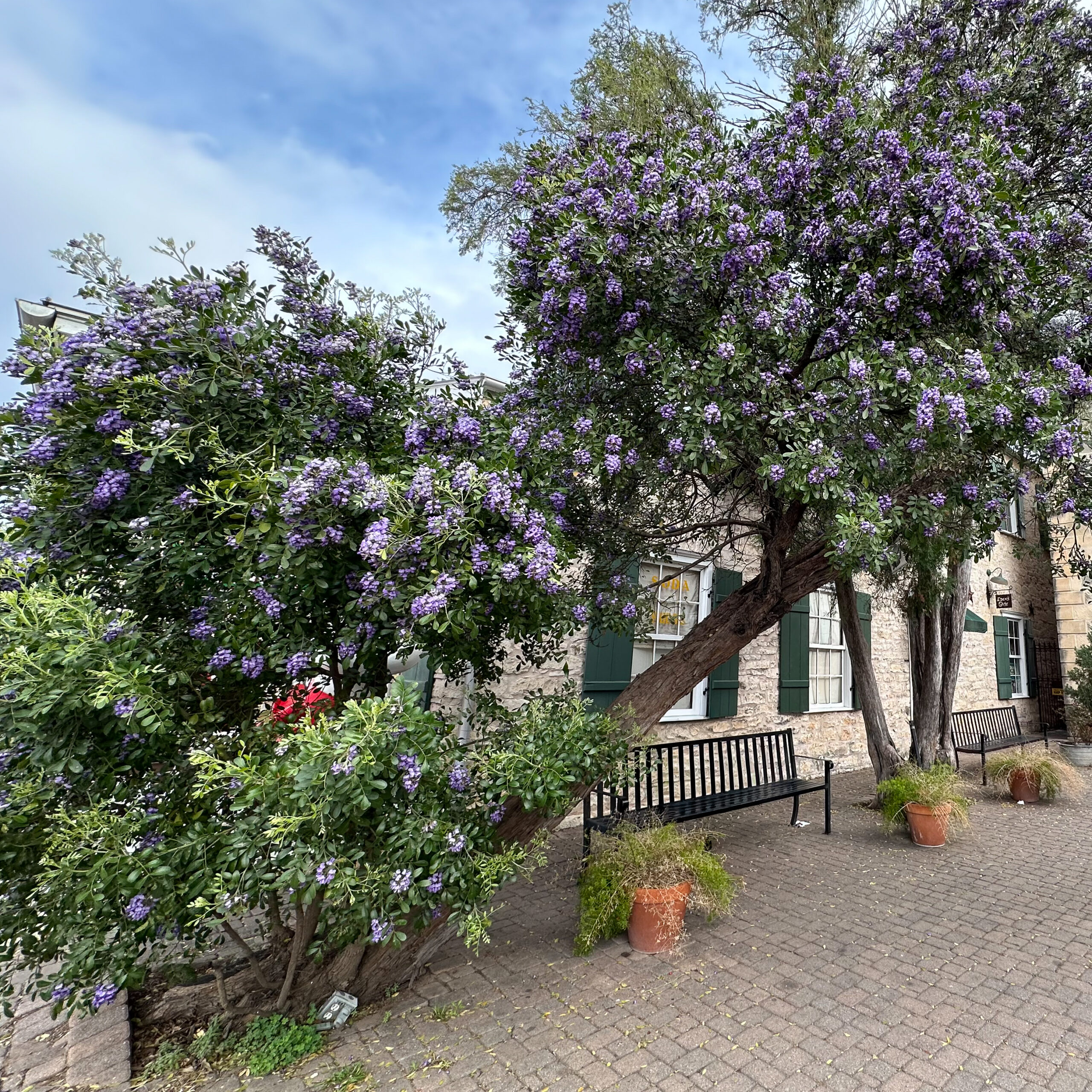 Texas Mountain Laurel