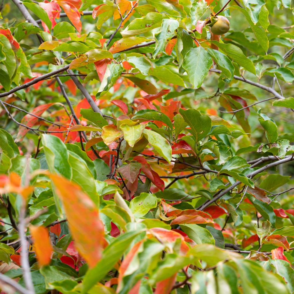 American Persimmon