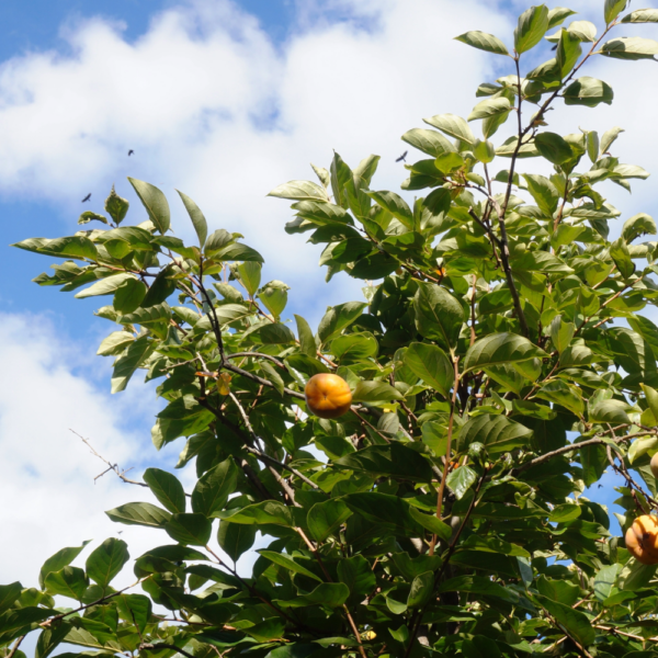 American Persimmon