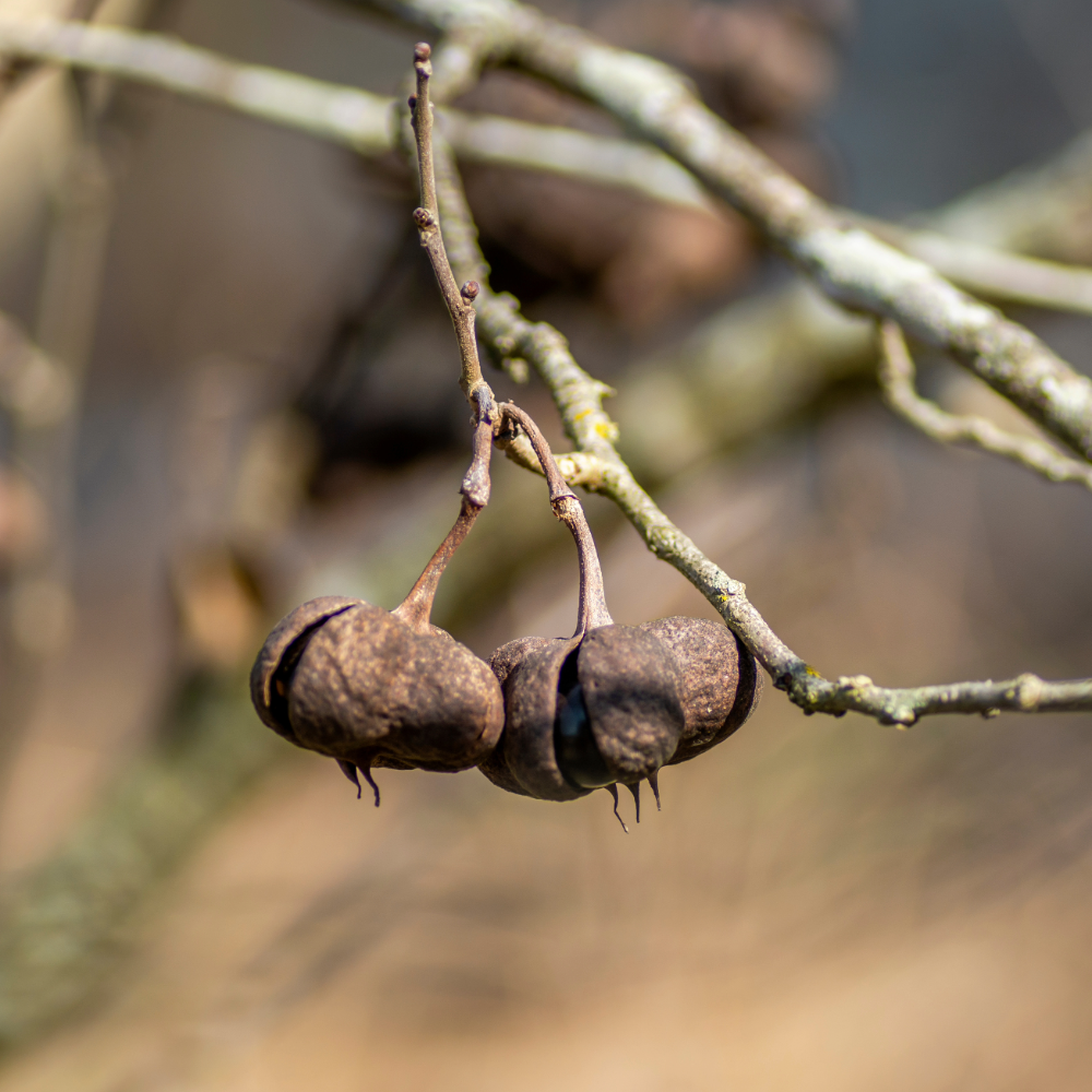 Mexican Buckeye