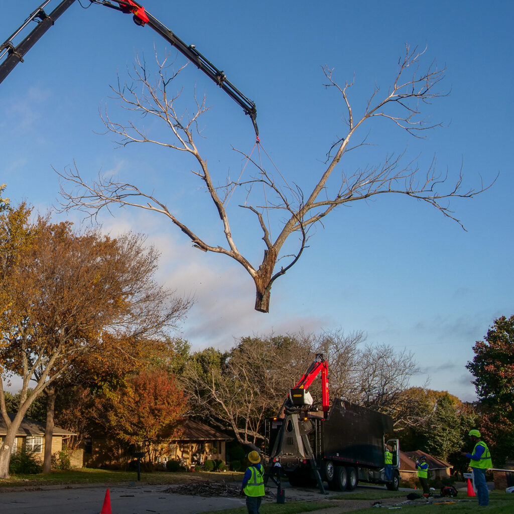 WHY USE A CRANE FOR TREE REMOVAL