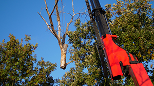 Frisco Local Tree Experts