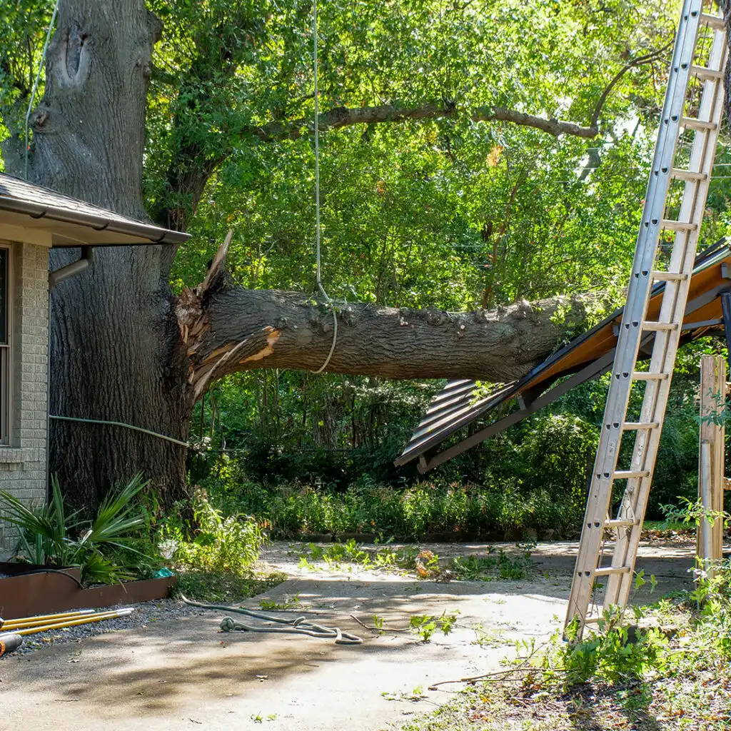 RED OAK LIMB SECURED WITH LINE