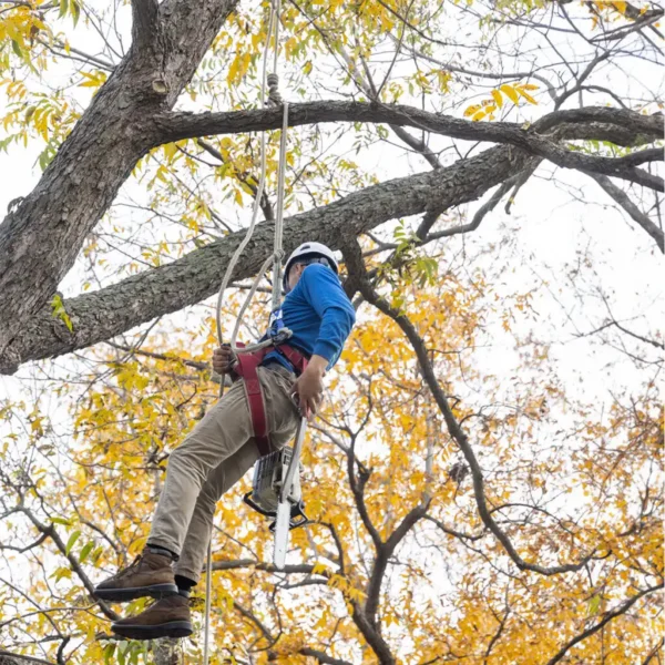 Rappel rope used to lower climber back to the ground.