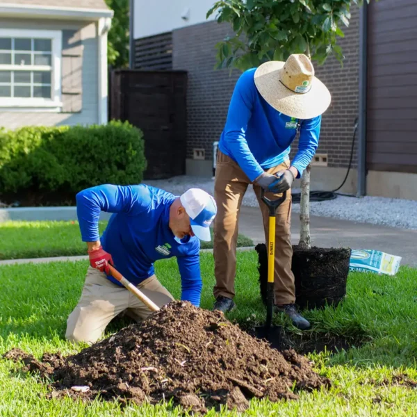 Tree-Planting-Texas-Tree-Surgeons-digging-hole