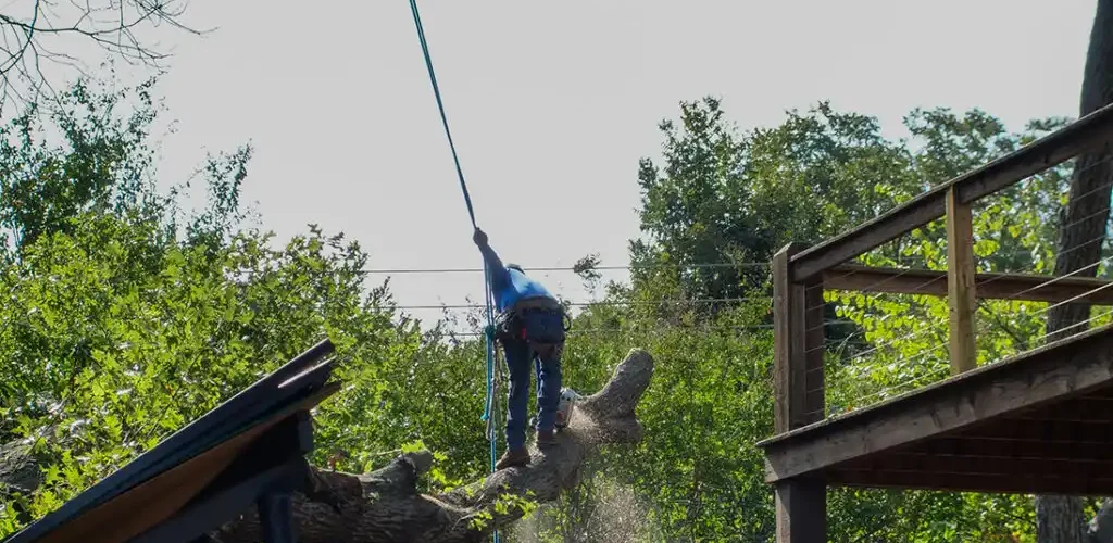Safety for our climbers and your property is important to us at Texas Tree Surgeons. Our climbers use climbing line (specially designed rope) and use DRT (Double Rope Technique) to help them move safely within the tree canopy.