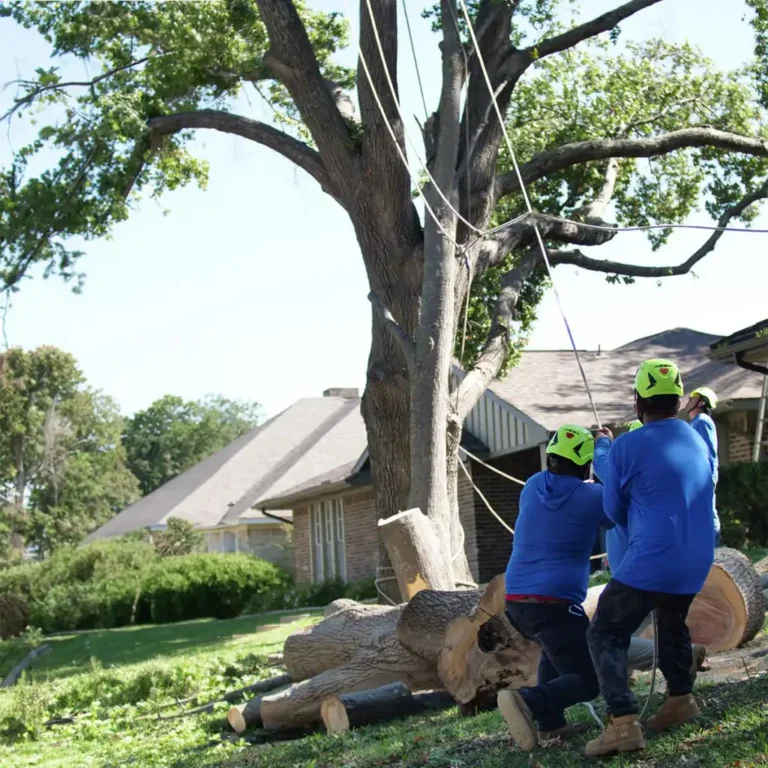 RIGGING TO SAFELY REMOVE LARGE FALLEN LIMBS
