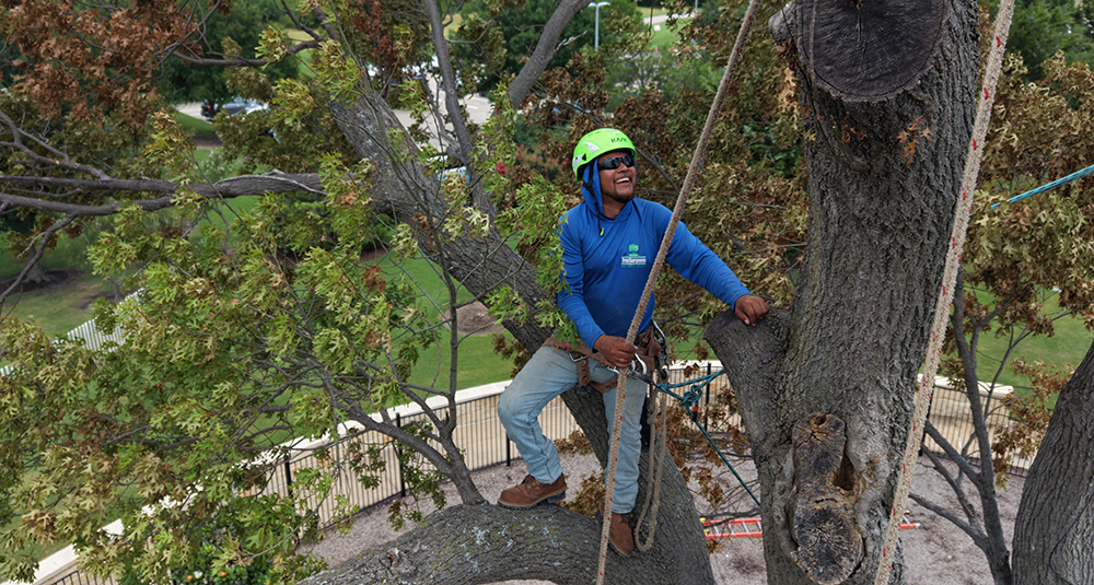 Dallas Tree Service