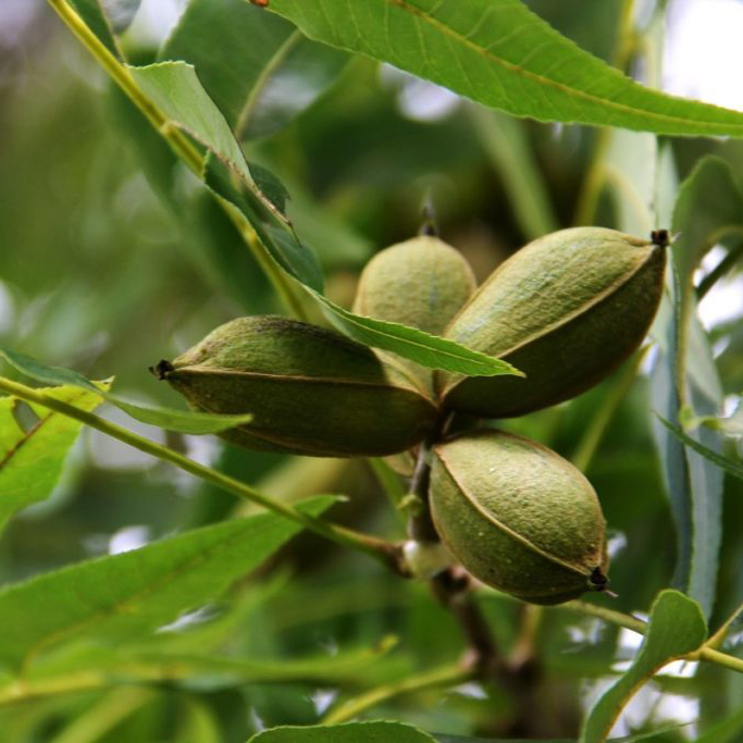 Pecan
