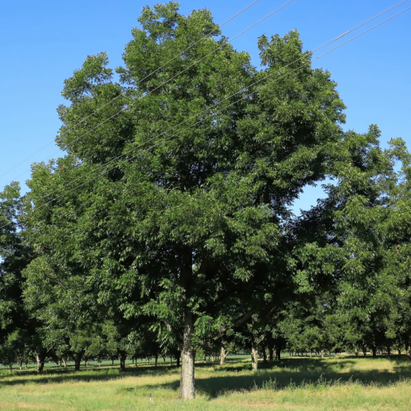 Pecan