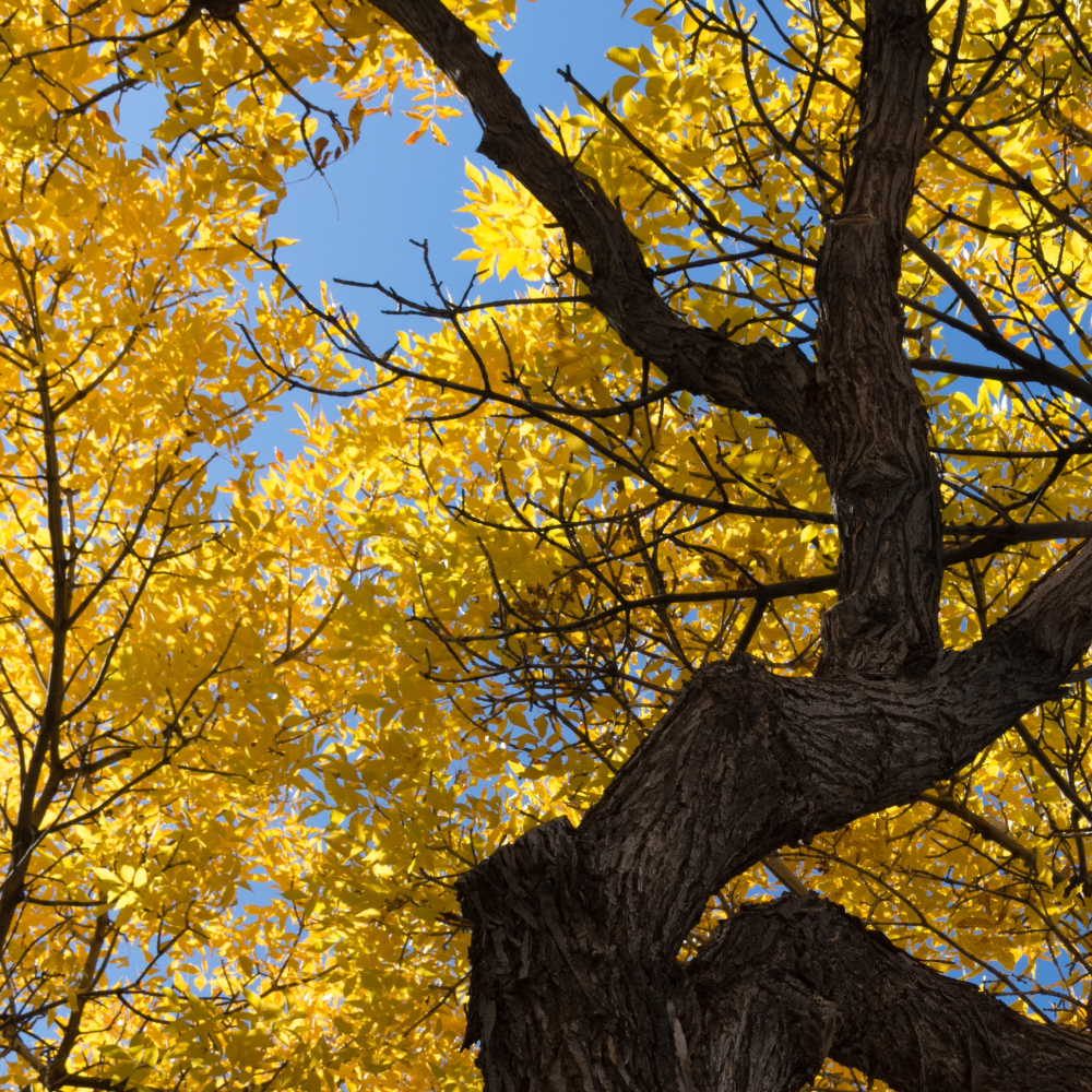 American Elm