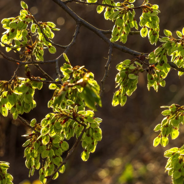 American Elm
