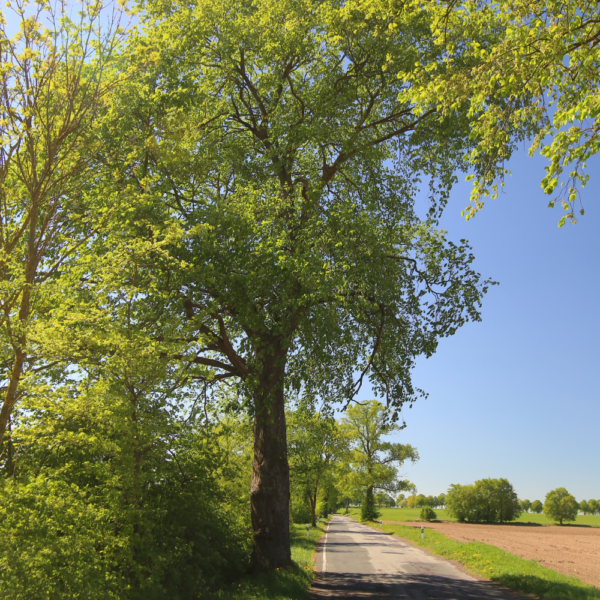 American Elm