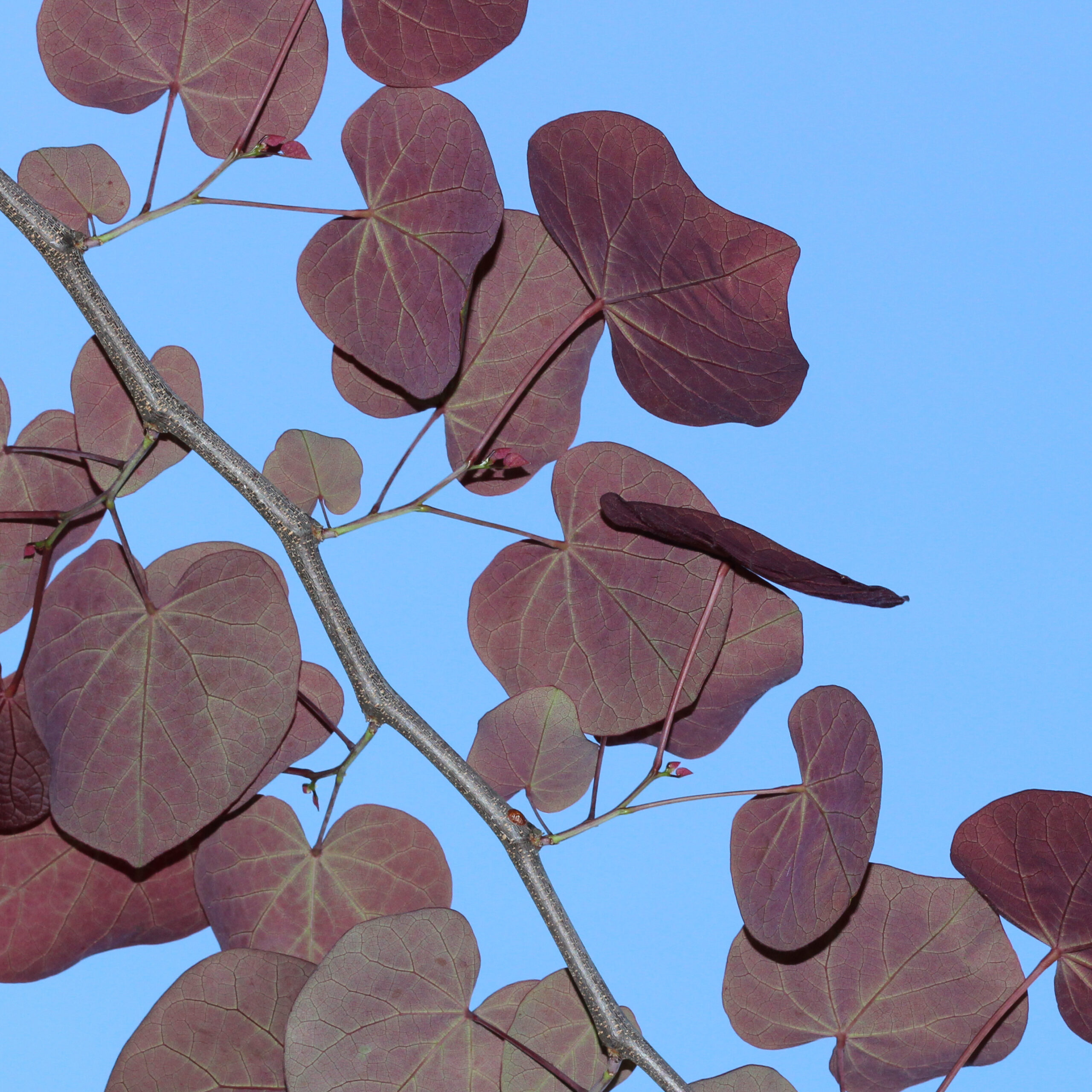 Eastern Redbud
