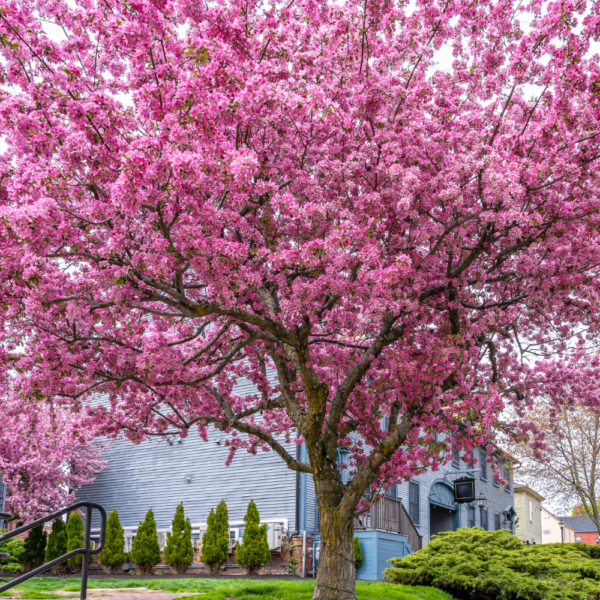 Eastern Redbud