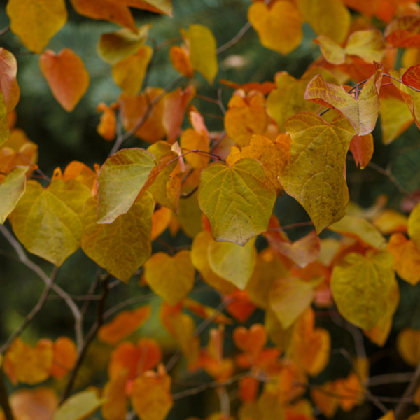 Eastern Redbud