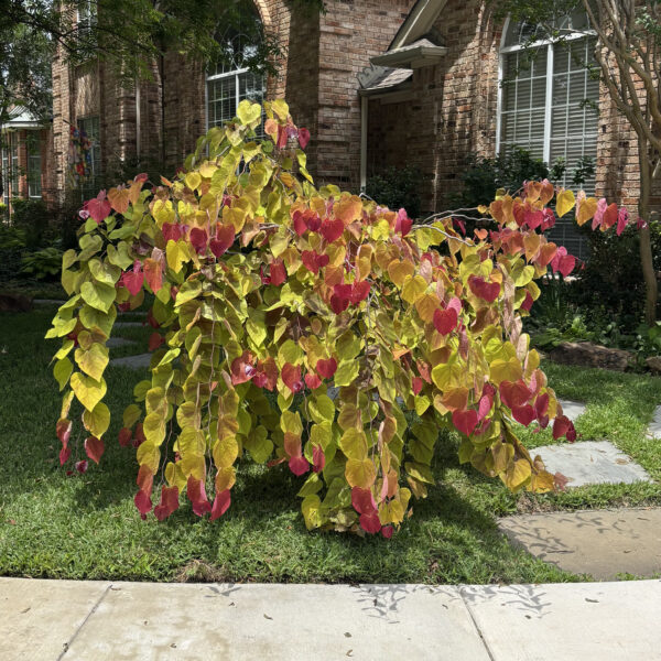 Eastern Redbud